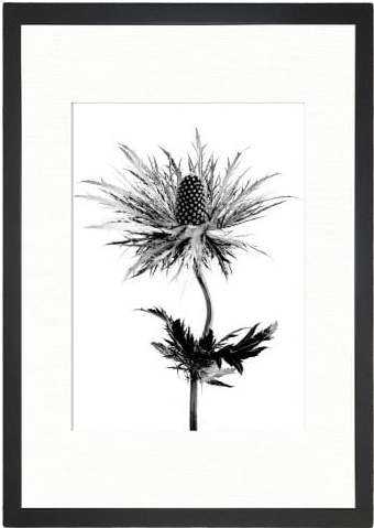 Obraz Tablo Center Thistle Vibes