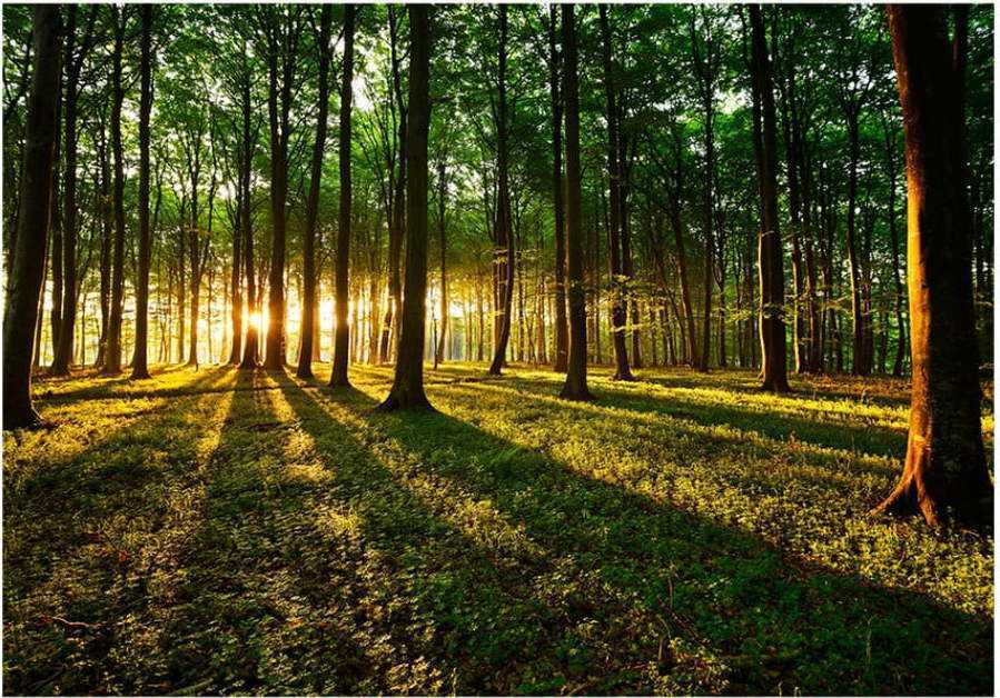 Velkoformátová tapeta Bimago Morning