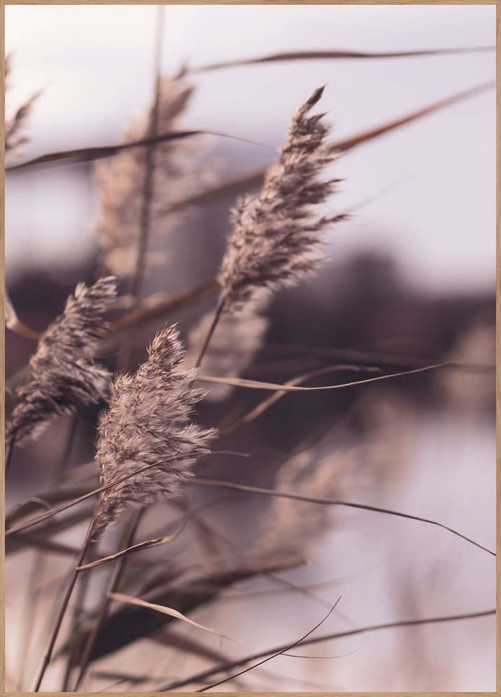 Obraz 50x70 cm Mellow Grasses 3 – Malerifabrikken Malerifabrikken